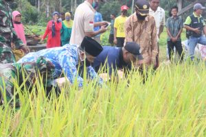 Anambas Targetkan Pengsuplai Beras Untuk Kepri