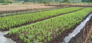 Tarempa Pasar Bagi Petani Bukit Padi