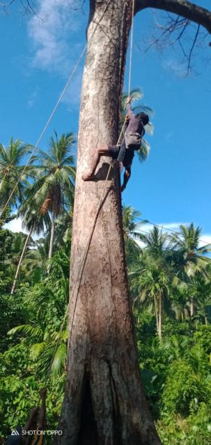 Resah Akan Kabel Listrik Putus Warga Tumbangkan Pohon