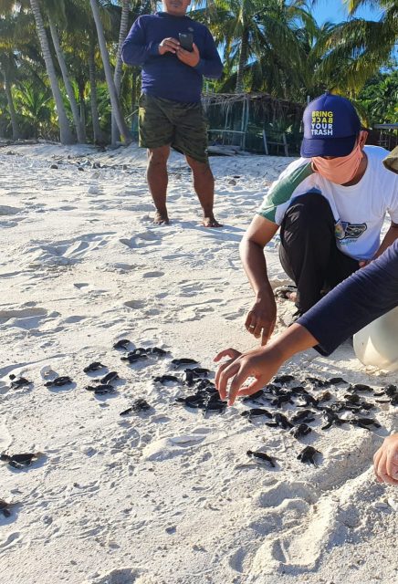 Lindungi Penyu, LKKPN Butuh Kerjasama Semua Pihak