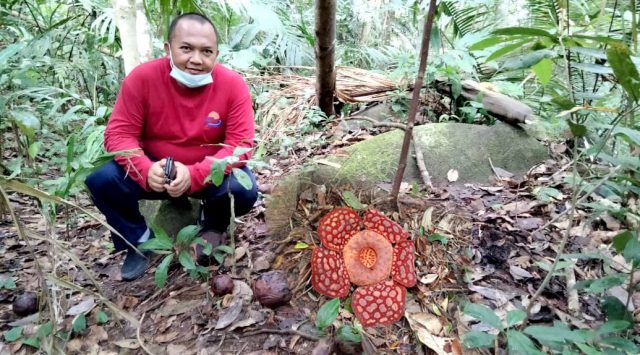 Bunga Raflesia Bakal Dijadikan Sebagai Destinasi Wisata