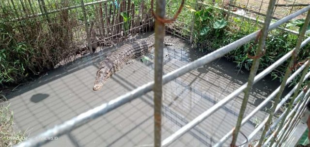 Pemerhati Buaya Kewalahan Mencari Makan