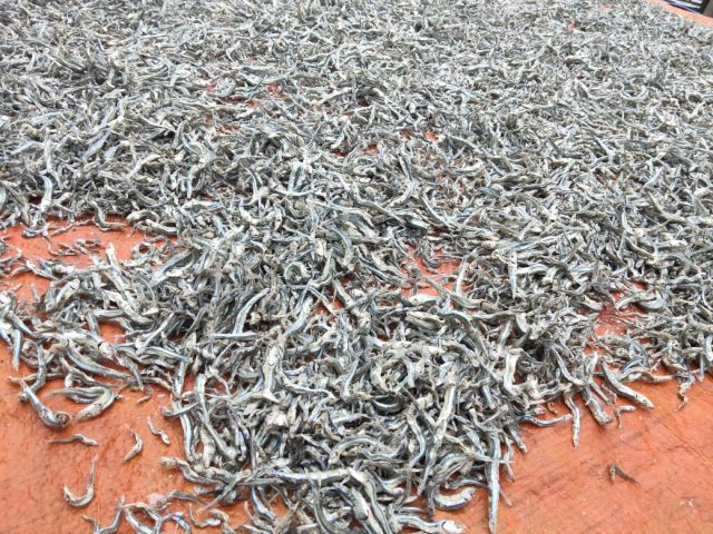 Harga Ikan Bilis Merangkak Naik Tapi Tetap Laris