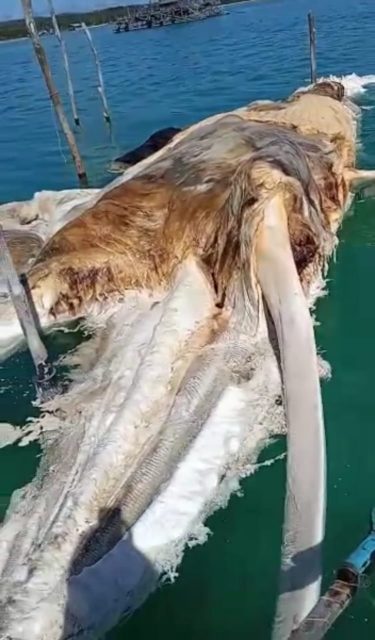 Heboh, Ikan Paus Biru Ditemukan Terapung Dilaut Natuna