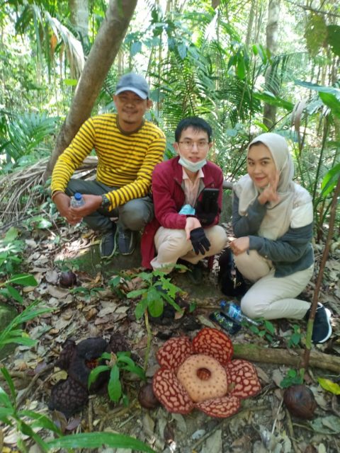 Bunga Raflesia Butuh Sentuhan Tangan Pemerintah