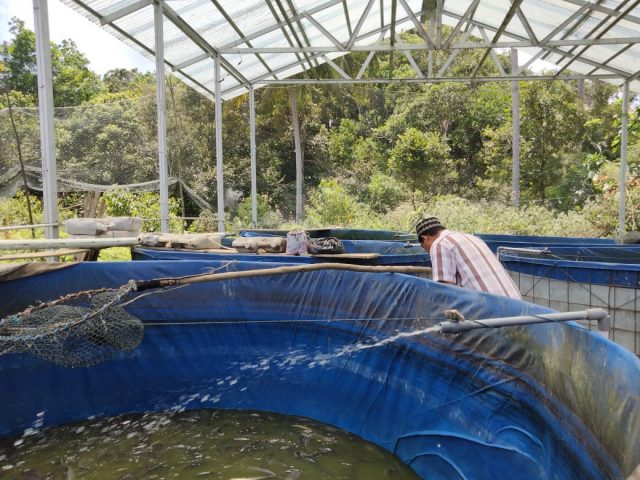 Peternak Ikan Lele Terdampak Pandemi Covid-19