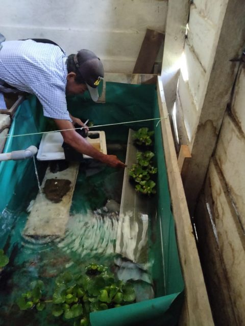 Ikan Semak Anambas Bernilai Fantastis