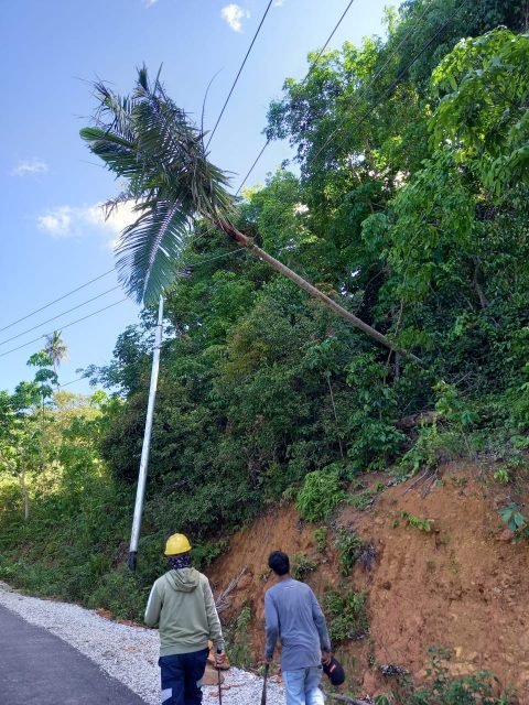 Arus Listrik Padam Akibat Pohon Tumbang