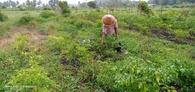 Petani Sukses Meskipun Lahan Garapan Milik Orang