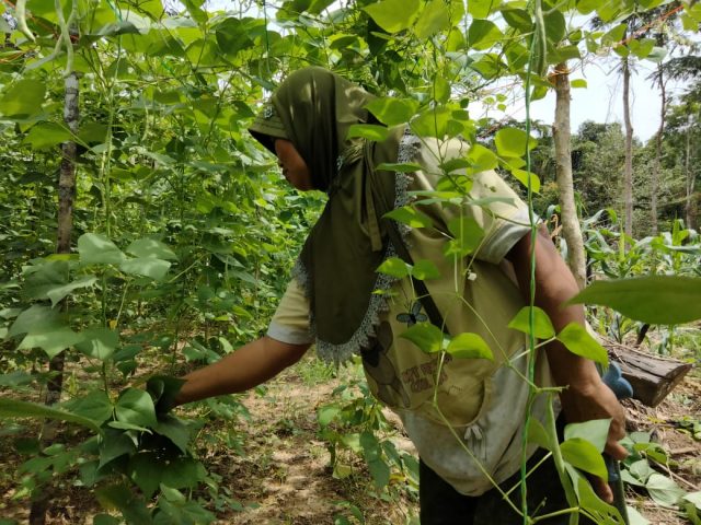 “Kami Minta Bapak Itu Turun langsung, Jumpai Kami Petani Ini, Jangan Terima Laporan Saja Pak”