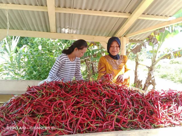 Hasil Panen Melimpah, Petani Bingung Memasarkannya