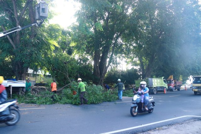 Beri Kenyamanan Pengguna Jalan, Dinas Perkim Tanjungpinang Lakukan Pemangkasan Pohon
