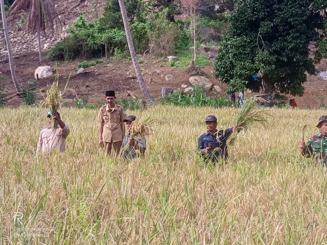 Panen Perdana, Kelompok Tani Cahaya Pagi Lembah Rewak Hasilkan 2,5 Ton Padi