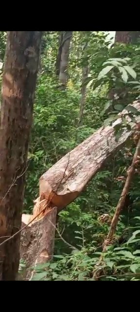 Kepala KPHP VI Anambas Bantah Anggota Polhut Tidak Berkerja Terkait Penebang Pohon Kepayang