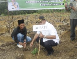Tinjau Koperasi Tani Taelong Tandur Makmur Di Kundur Utara, Bupati Karimun Aunur Rafiq Tanam Pisang Cavendish