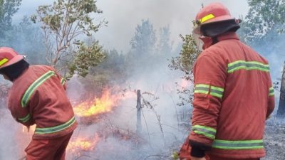 Tim Damkar Berhasil Padamkan Sekitar 15 Hektar Lahan Ludes Dilalap Sijago Merah