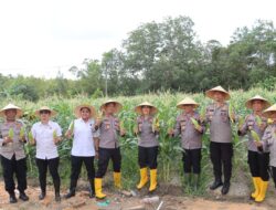 Kapolres Bintan Panen Jagung Manis Hasil Pertanian Lahan Ketahanan Pangan Mapolres