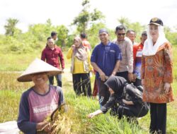 Panen Raya Bupati Cen Sui Lan Bertekad Akan Mensejahterakan Para Petani