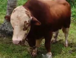 Alhamdulillah, Presiden Prabowo Kurban Sapi Seberat 1 Ton Untuk Natuna