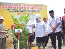 Bupati Kasmarni Dukung Swasembada Pangan dengan Tanam Perdana Kelapa Sawit Program PSR di Desa Muara Dua