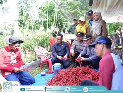 Hendra ST Puji Inovasi Petani Wonosari Barat: Ubah Lahan Gambut Jadi Sentra Cabai Merah