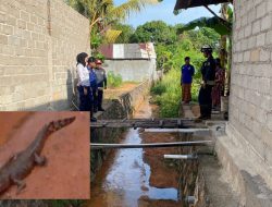 Heboh, Ada Buaya Di Dekat Pemukiman Telaga Surya Tanjunguban, Warga Diharap Waspada