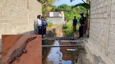 Heboh, Ada Buaya Di Dekat Pemukiman Telaga Surya Tanjunguban, Warga Diharap Waspada