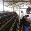 Tinjau BUMDes Teluk Siantan, Ketua Komisi III DPRD Anambas Dukung Peternakan Ayam Petelur