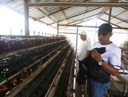 Tinjau BUMDes Teluk Siantan, Ketua Komisi III DPRD Anambas Dukung Peternakan Ayam Petelur
