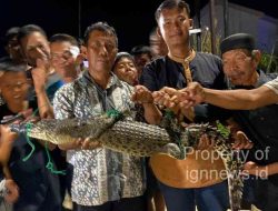 Warga Tangkap Buaya Sepanjang 2 Meter Di Perumahan Telaga Surya Tanjunguban