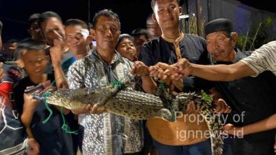 Warga Tangkap Buaya Sepanjang 2 Meter Di Perumahan Telaga Surya Tanjunguban