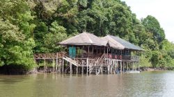 Boat Wisata Mangrove PT Bintan Resort Cakrawala Tabrakan, Dua Warga Negara Asing Alami Luka-Luka